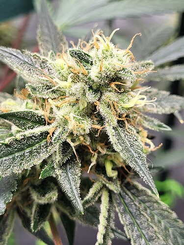 Growreport Bild 4