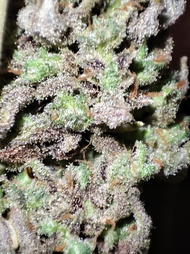 Growreport Bild 38