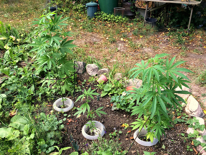 Grow26_0727_10