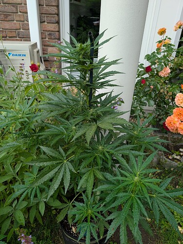 PXL_20250607_161034224