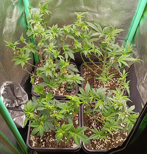 Growreport Bild 2