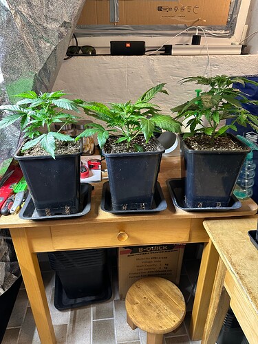 Growreport Bild 68