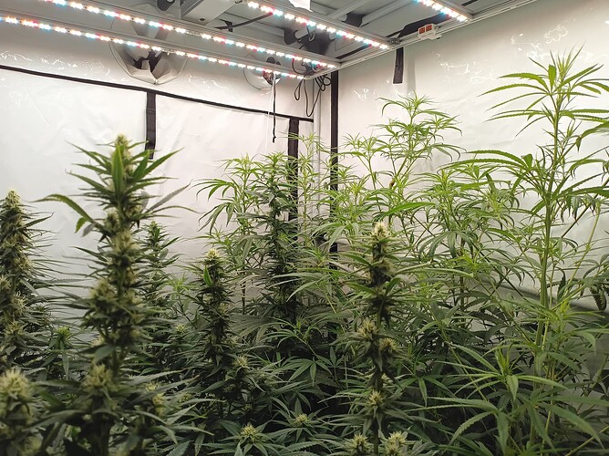 Growreport Bild 1