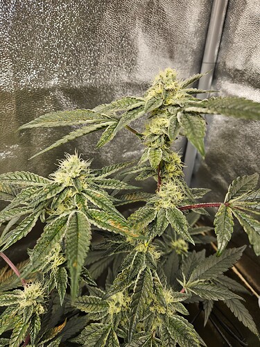 Growreport Bild 7