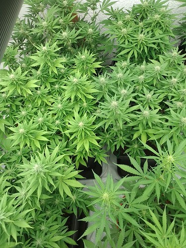 Growreport Bild 2