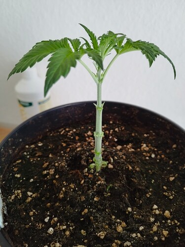 Growreport Bild 13