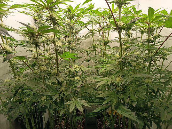 Growreport Bild 13