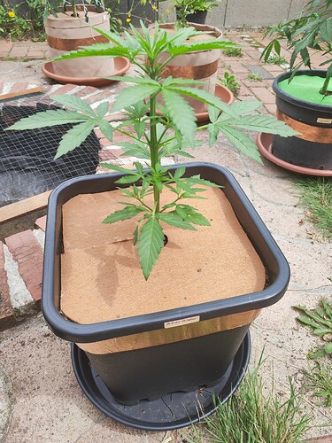 Growreport Bild 15