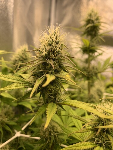 Growreport Bild 7