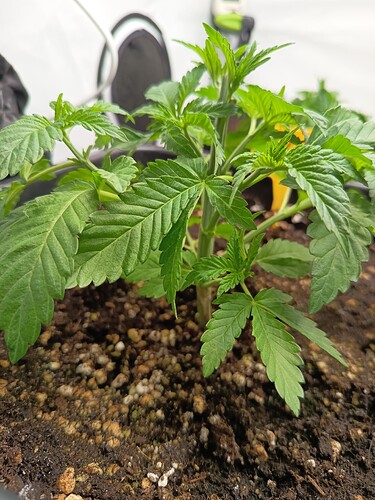 Growreport Bild 10