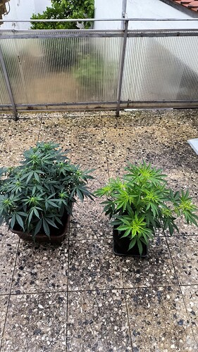 Growreport Bild 9