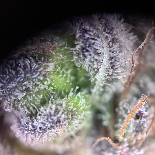 Growreport Bild 5