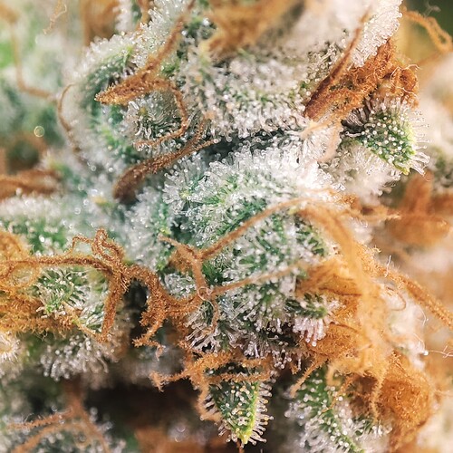 Growreport Bild 55