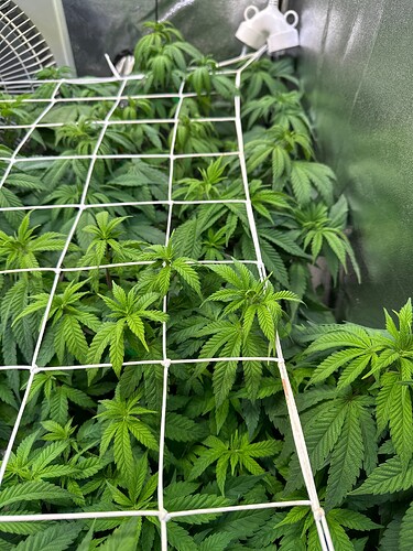 Growreport Bild 31