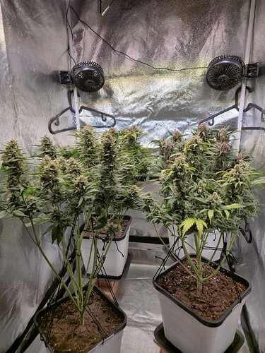 Growreport Bild 37