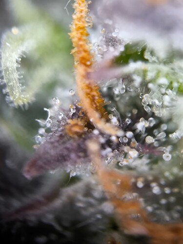 Growreport Bild 7