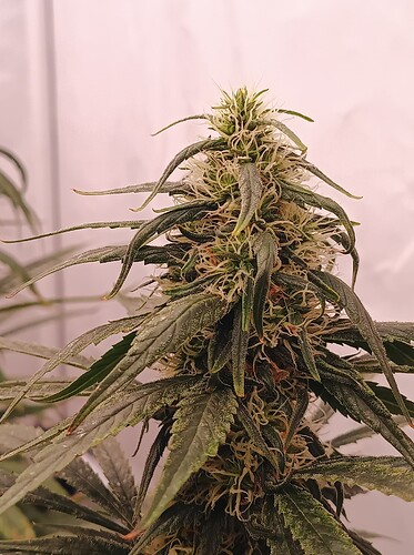 Growreport Bild 17