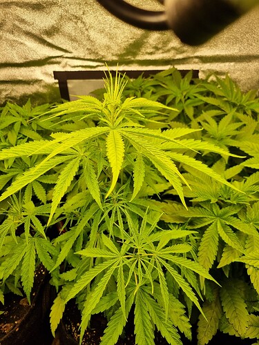 Mehrere junge Cannabispflanzen in der Wachstumsphase, die unter einer Grow-Lampe in einem Zelt wachsen. Die Pflanzen sind grün und zeigen deutliche Blattstrukturen.