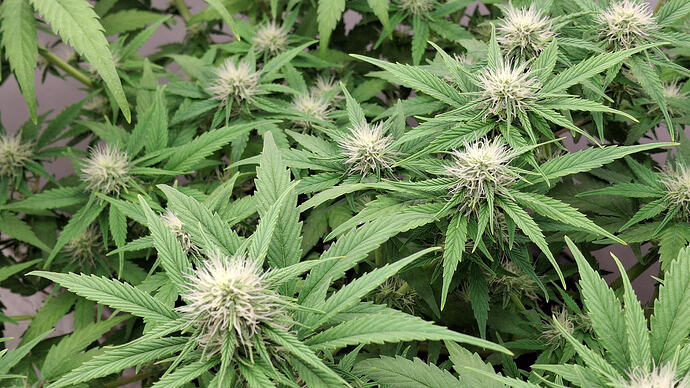 Growreport Bild 256