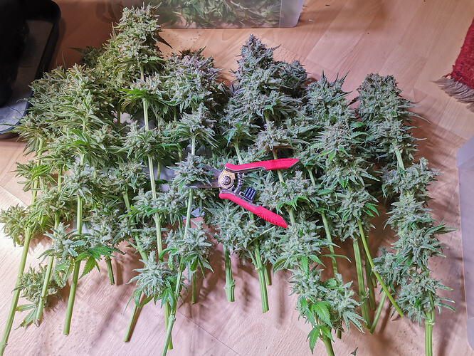 Growreport Bild 14