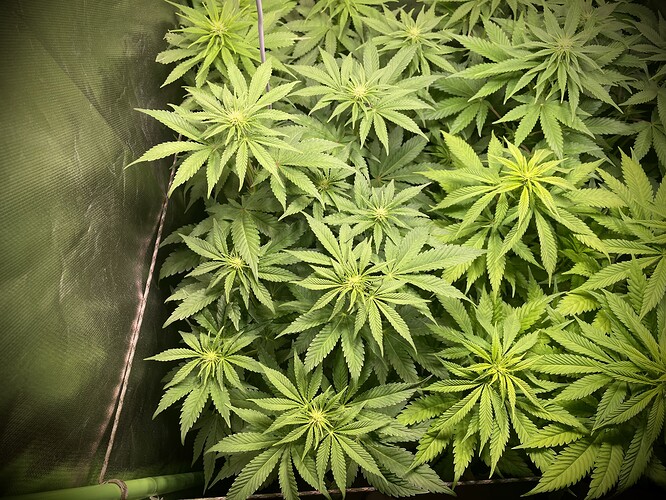 Growreport Bild 6