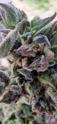 Growreport Bild 60