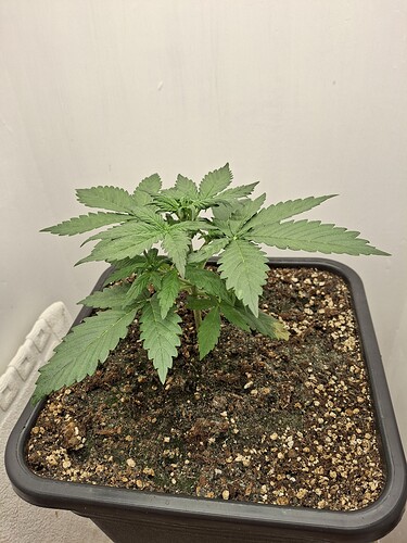 Growreport Bild 29