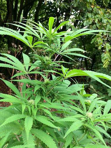 Grow26_0912_19_OC