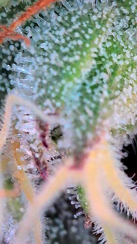 Growreport Bild 8