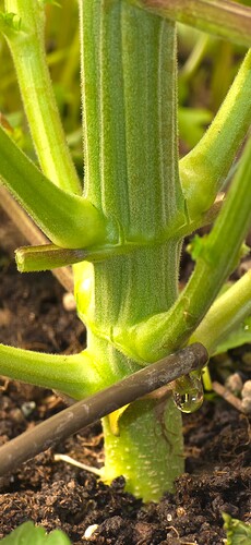 Growreport Bild 6