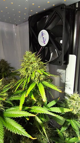 Growreport Bild 3