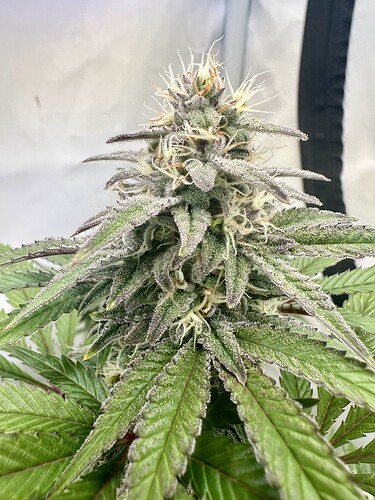 Growreport Bild 1