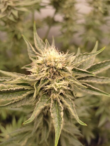 Growreport Bild 27