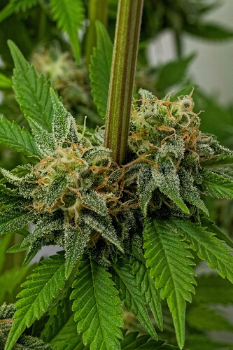 Growreport Bild 25