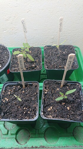 Growreport Bild 1
