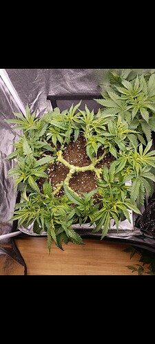 Growreport Bild 15