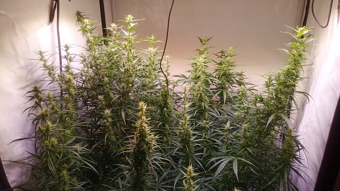 Growreport Bild 3