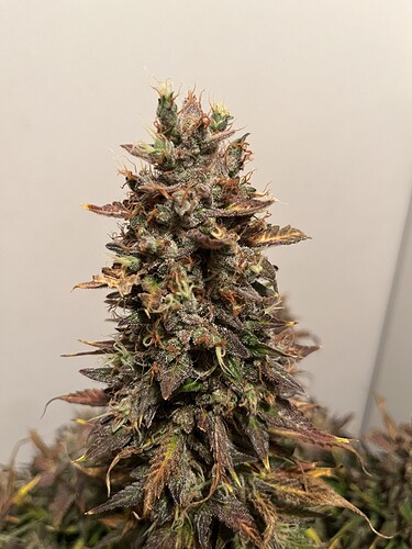 Growreport Bild 8