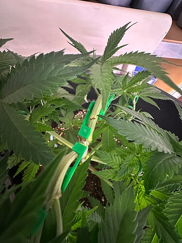 Growreport Bild 53
