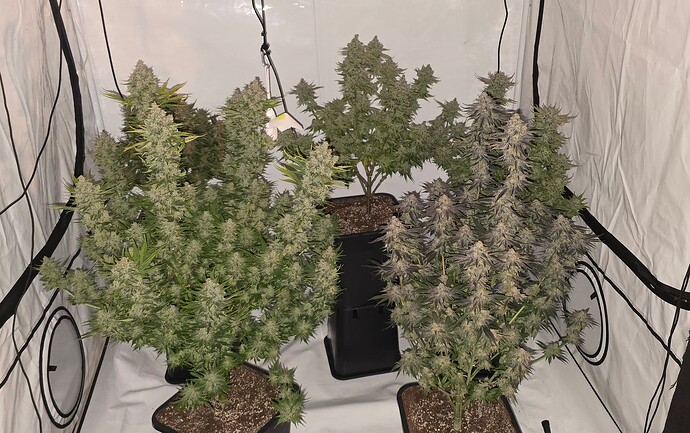 Growreport Bild 4