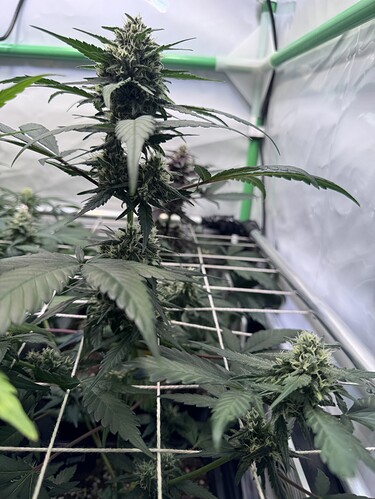 Growreport Bild 11