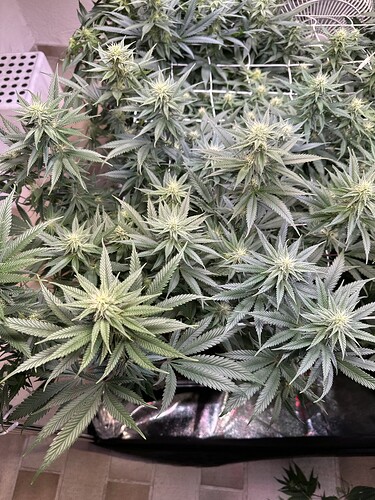 Growreport Bild 35