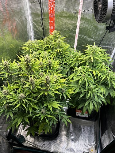 Growreport Bild 7