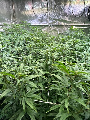 Growreport Bild 3