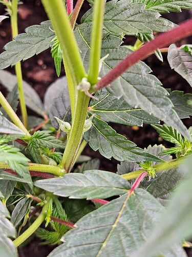 Growreport Bild 25