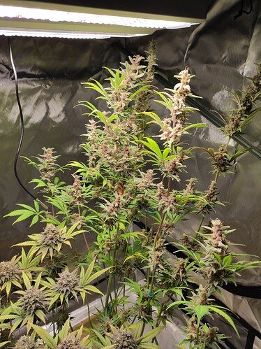 Growreport Bild 2