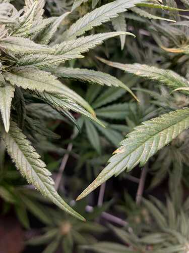 Growreport Bild 1