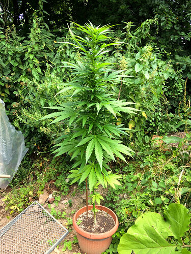 Grow26_0714_16