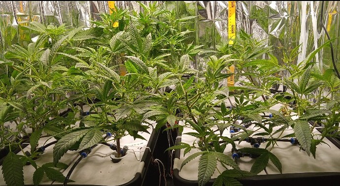 Screenshot_20250404_101031