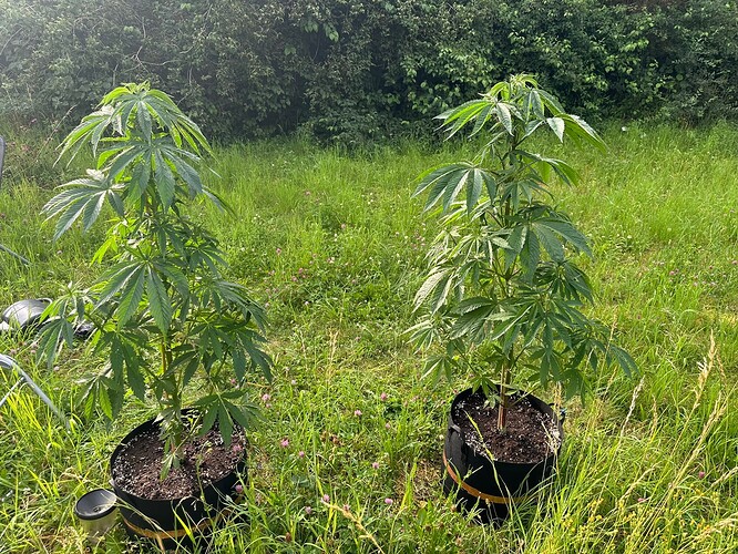 Growreport Bild 1